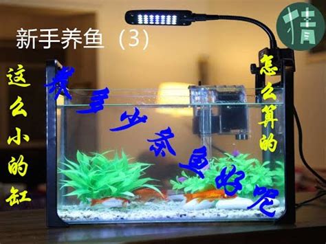 小魚缸可以養幾隻魚